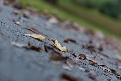 DaviDanay_025
