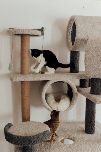 cats1