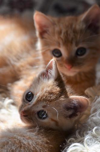 cats2
