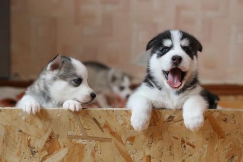 dogs1