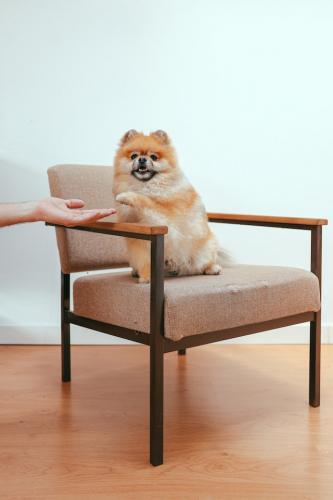 dogs2
