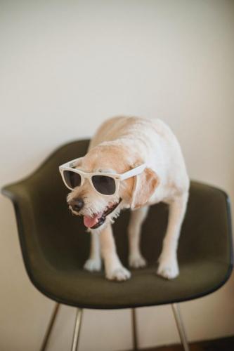 dogs3